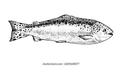 Ilustración vectorial de una trucha arco iris en blanco y negro. Boceto dibujado a mano con finos detalles de grabado, mostrando su longitud completa. Perfecto para el envasado de mariscos, diseños de pesca y arte culinario.