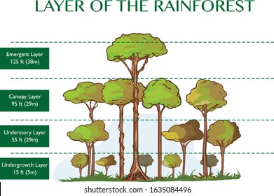 rainforest canopy layer