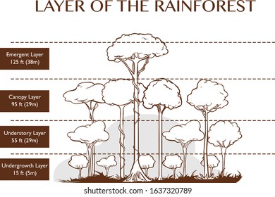 Rainforest Canopy Diagram