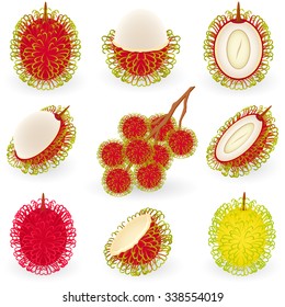 Vector illustration of rambutan fruit