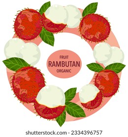 Vector illustration of rambutan fruit arranged in a circle white background.