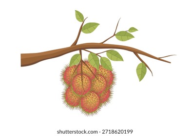 Ilustración vectorial de la fruta del rambután que cuelga en la rama del árbol con las hojas verdes, fruta tropical aislada en el fondo blanco.