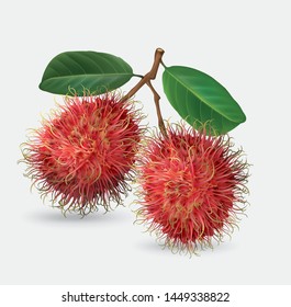 Vector illustration of rambutan, made in a realistic style. Isolated objects on a white background. 