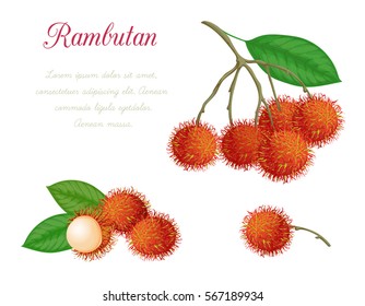 Vector illustration of rambutan, made in a realistic style. Isolated objects on a white background. A series of exotic fruits.