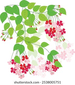 Vector illustration of Rangoon creeper flower