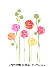 Vector illustration of ranunculus flower. Background with flowers