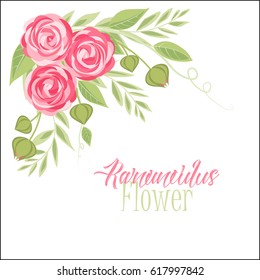 Vector illustration of ranunculus flower. Background with pink flowers