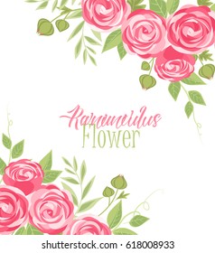 Vector illustration of ranunculus flower. Background with pink flowers