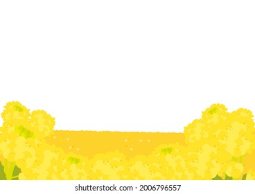 Vector illustration of rape field