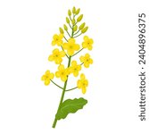 Vector illustration, rapeseed flower with green leaves, scientific name Brassica napus, isolated on white background.
