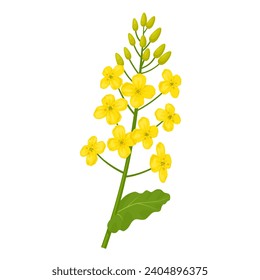 Vector illustration, rapeseed flower with green leaves, scientific name Brassica napus, isolated on white background.