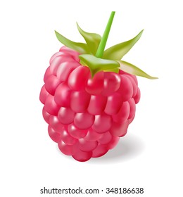 Vector Illustration - Rasberry Isolated On The White Background