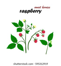 Vector illustration of raspberries details