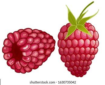 Vector illustration of raspberries isolated on white background