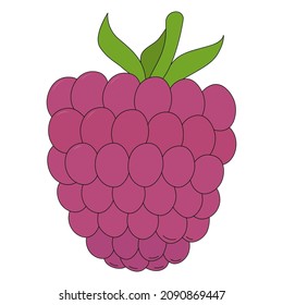 Vector illustration of raspberry. Berry in cartoon style isolated on white background