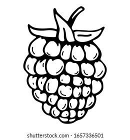 Vector illustration of a raspberry berry, simple linear drawing. Coloring book for the youngest children, for children's creativity. For use as a design element.