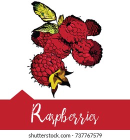 Vector illustration of raspberry in hand drawn graphics. Forest berry is depicted on a pink background. Design for packaging of juice or deserets