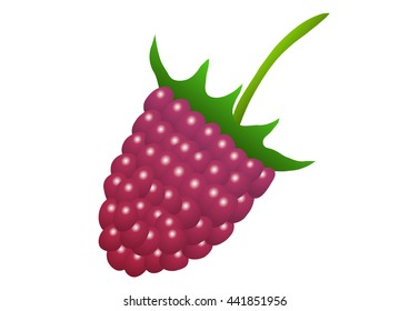 Vector Illustration. Raspberry on a white background.