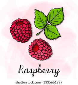 Vector Illustration of Raspberry Sketch Style