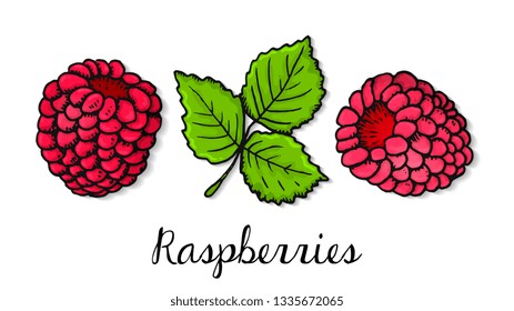 Vector Illustration of Raspberry Sketch Style