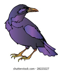 Vector illustration of raven