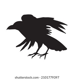 Vector illustration of raven bird