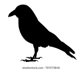 Vector illustration of raven silhouette