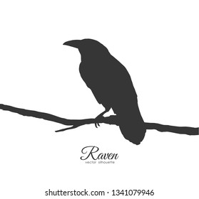 Vector illustration: Raven sitting on branch on white background. Silhouette of bird.