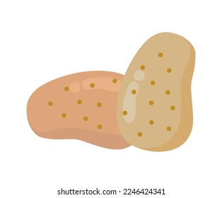 vector illustration of raw potato on white background