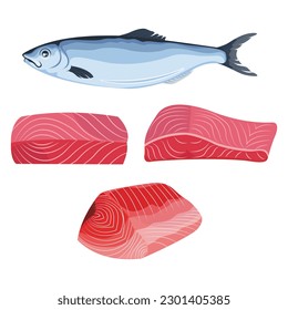 Vector illustration of raw tuna fillet. Fresh delicious seafood red meat. Cutting tuna fish for infographic material