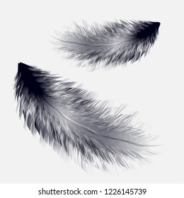 Vector illustration of realistic bird feather