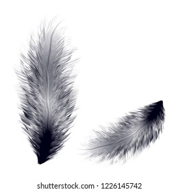 Vector illustration of realistic bird feather