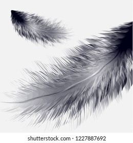 Vector illustration of realistic bird feather