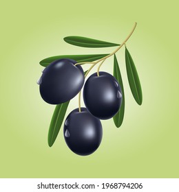 Ilustración vectorial de la rama de olivo negra