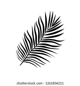 Vector illustration of realistic black silhouette tropical exotic palm tree leaves on a white background