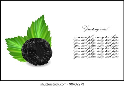 vector illustration with realistic blackberry