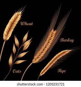 Vector illustration of realistic cereals set with rye, oats, spikelets of wheat and barley isolated on black background