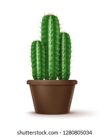 Vector illustration of realistic Cereus peruvianus cactus in brown clay pot isolated on white background