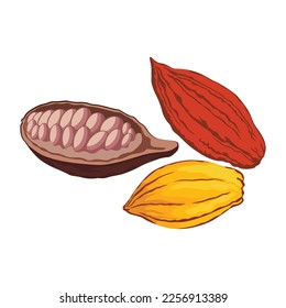 Vector illustration of realistic cocoa fruit. Organic healthy food sketch. Fruit, leaf and bean. Great for banner, poster, label, infographic