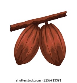 Vector illustration of realistic cocoa fruit. Organic healthy food sketch. Fruit, leaf and bean. Great for banner, poster, label, infographic