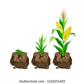 vector illustration of realistic cute corn plant grows in a piece of land 3 stages of growth