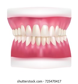 Vector illustration of realistic dentures. Human jaw model, gradient mesh, white teeth isolated on white background.