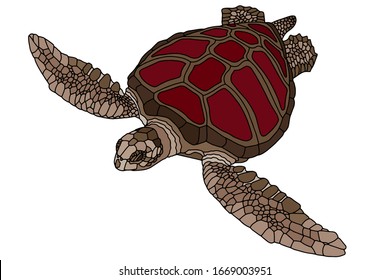 Vector illustration of a realistic design. Sea turtle with a red shell. Marine inhabitants. Children's illustration.