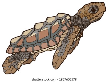 Vector illustration of a realistic design. Sea turtle. Marine inhabitants. Children's illustration.