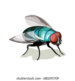 Vector illustration realistic Fly Diptera.