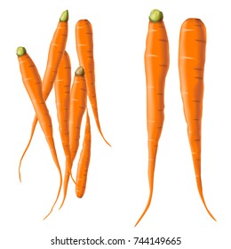 Vector illustration of realistic fresh orange carrots on the white background