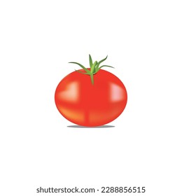 vector illustration of realistic fresh tomato on white background