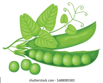 Vektorillustration-Illustration mit realistischen grünen Erbsen, Tendrillen und Blättern einzeln auf weißem Hintergrund. Symbol für frisches Gemüse oder Lebensmittel