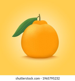 Vector illustration of realistic Hallabong, Jeju Island orange