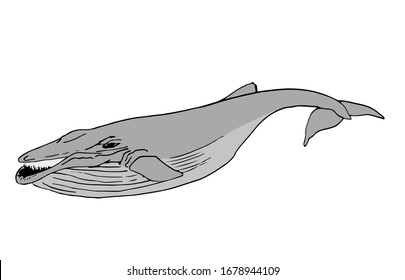 Vector illustration of realistic hand drawn whale isolated on white background